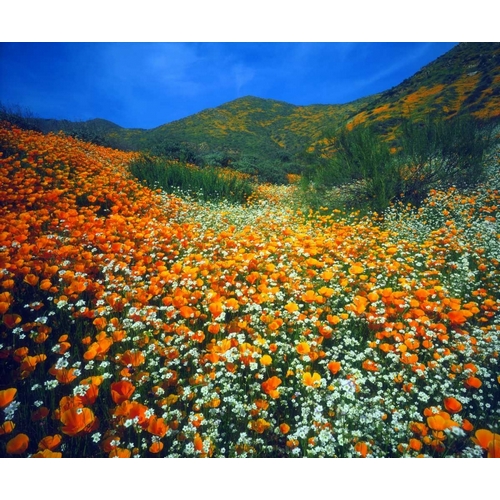 CA, Lake Elsinore Flowers covering a hillside